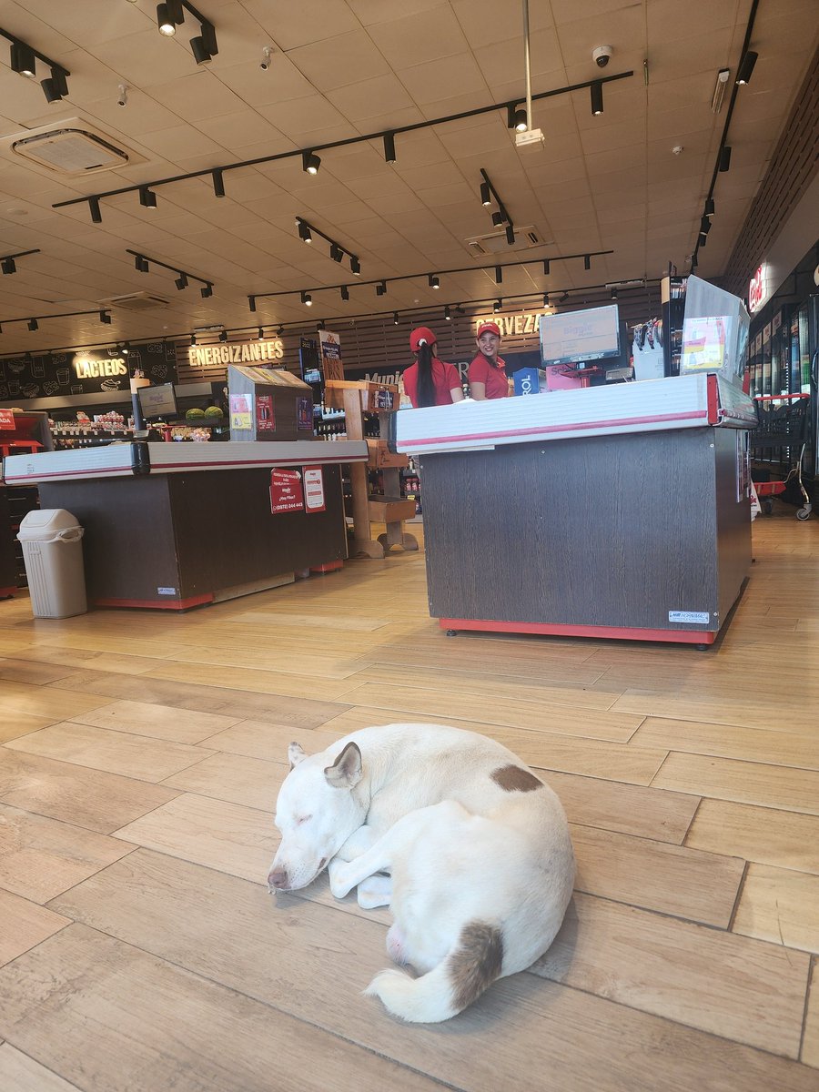 No puedo explicar lo que siento...

Son 15 años de Luchar por los derechos de animales en 🇵🇾 de gritar por años en el desierto, de enfrentar al propio sistema.

40 ° de sensación y un callejero duerme bajo la protección de empleados y aprobación del propietario Biggie Fdo ZN 🙌