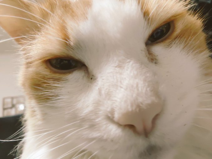 膝上の時の満足ショボ顔 自撮りカメラだから画質悪いなw