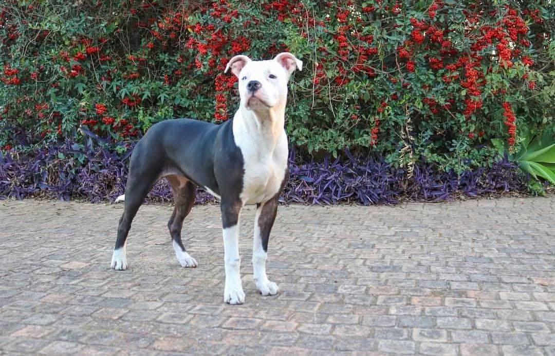 Kim_Oh (kamisha naidoo) tweet media