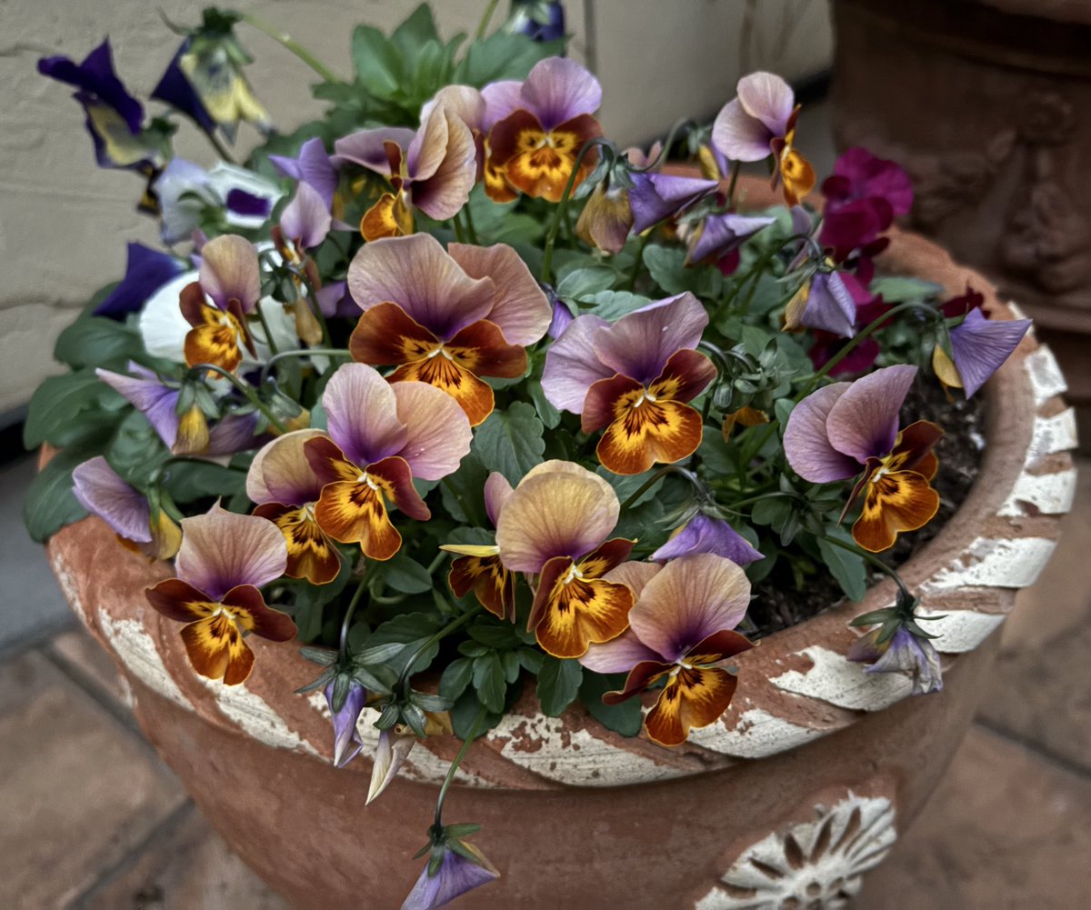 Nature Plants_hana_ Community on X - 556 Members