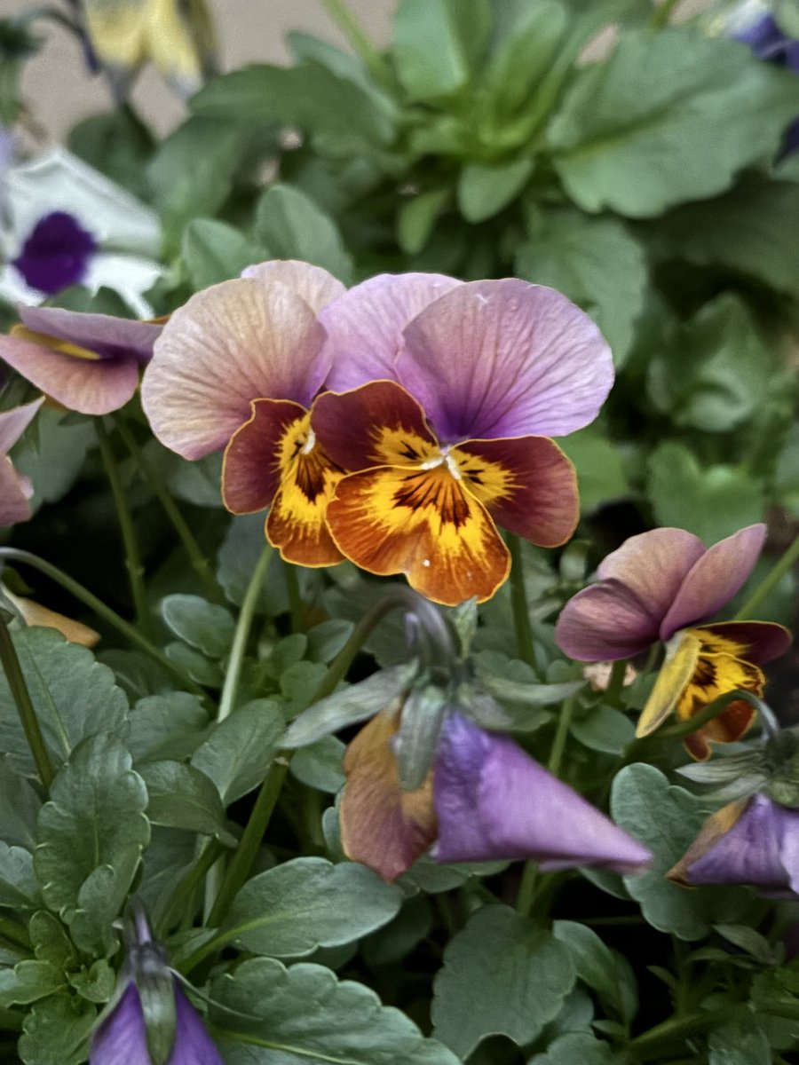 Nature Plants_hana_ Community on X - 556 Members