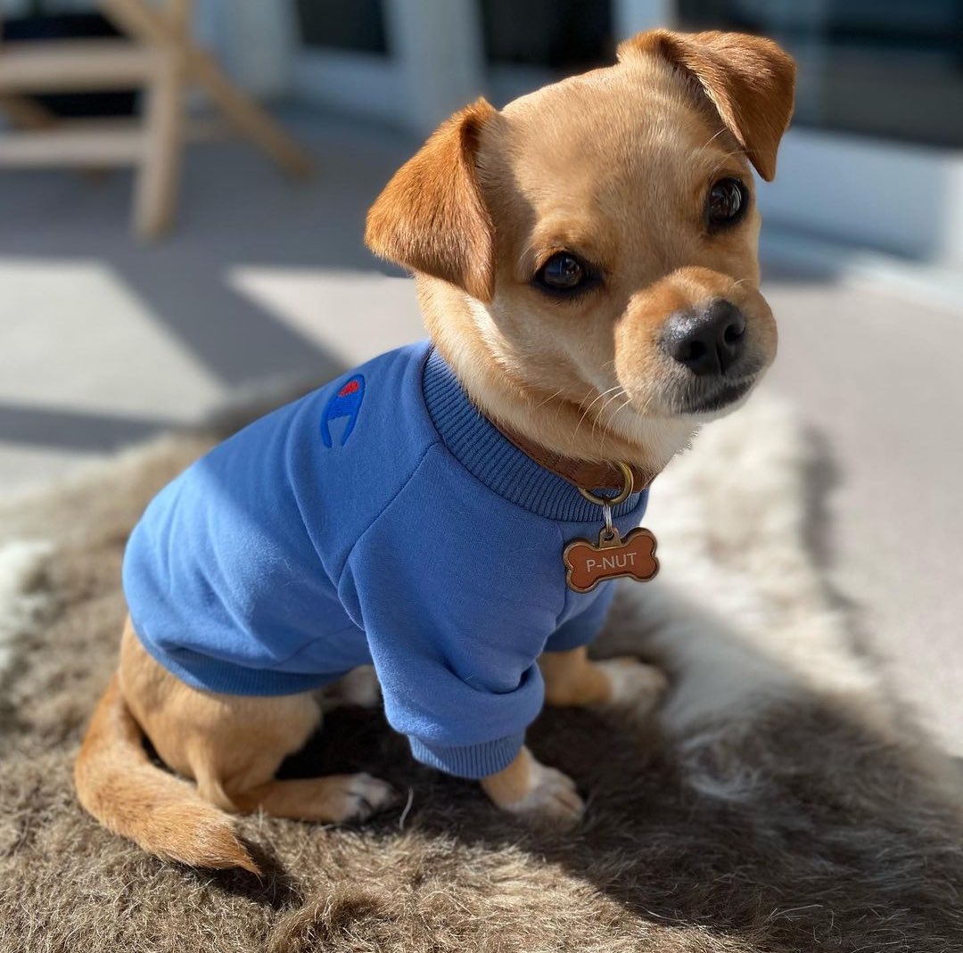 dog_rates's tweet photo. This is Peanut. His name isn't Peanut because he's small. It's because he is a lethal threat to a significant portion of the population. Still 13/10 https://t.co/YxZN3cdbji