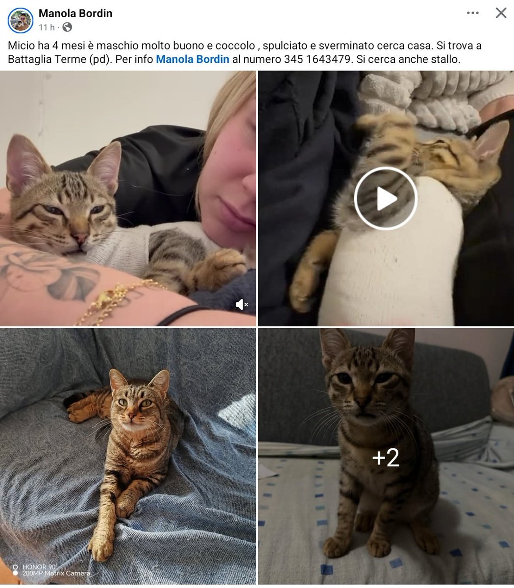 unonlus's tweet image. #Micio ha 4 mesi è maschio molto buono e coccolo , spulciato e sverminato #cercafamiglia 
Si trova a Battaglia Terme (pd). Per info Manola Bordin al numero ☎️ 345 1643479. Si cerca anche stallo.
#uadapadova