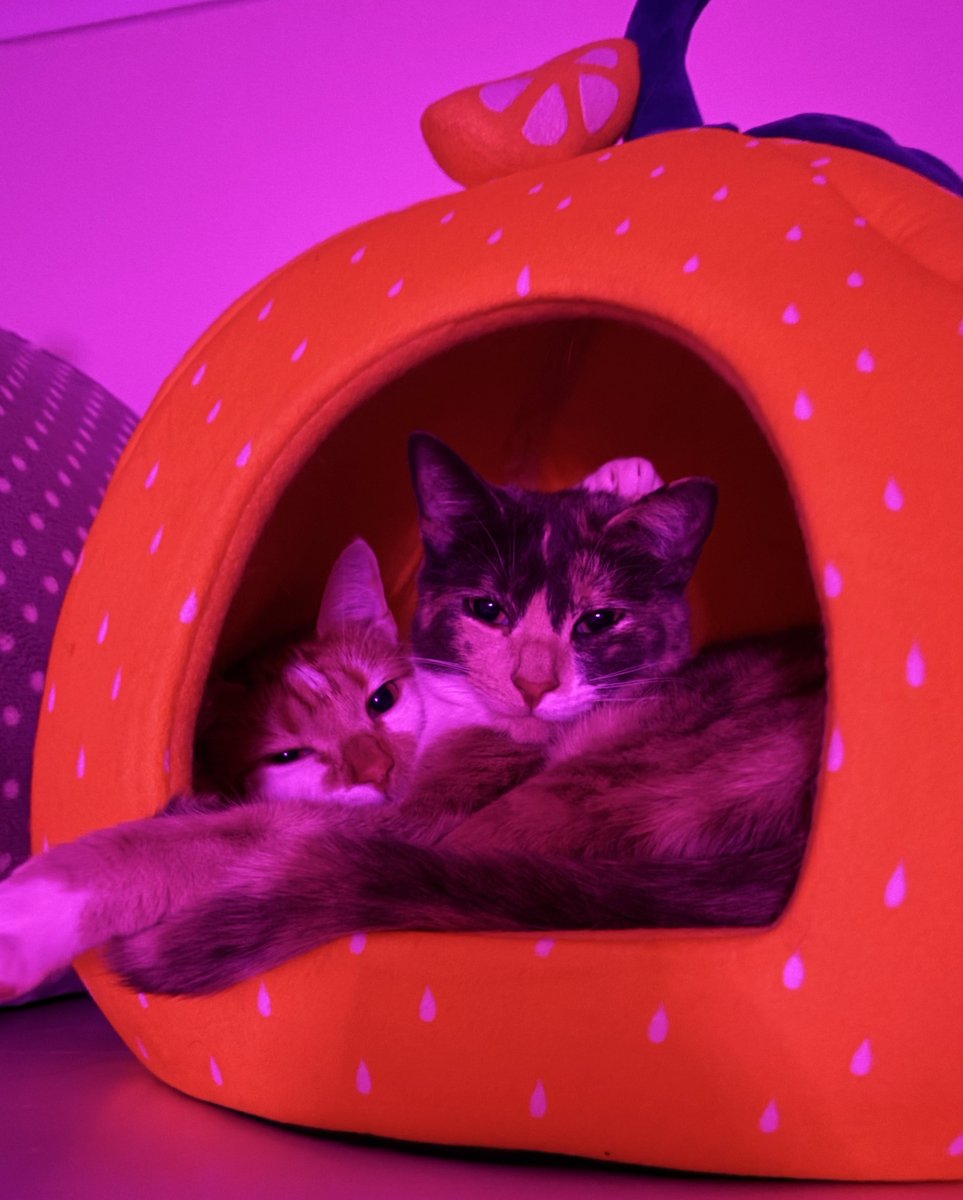 nelliewelliewoo's tweet image. girls time