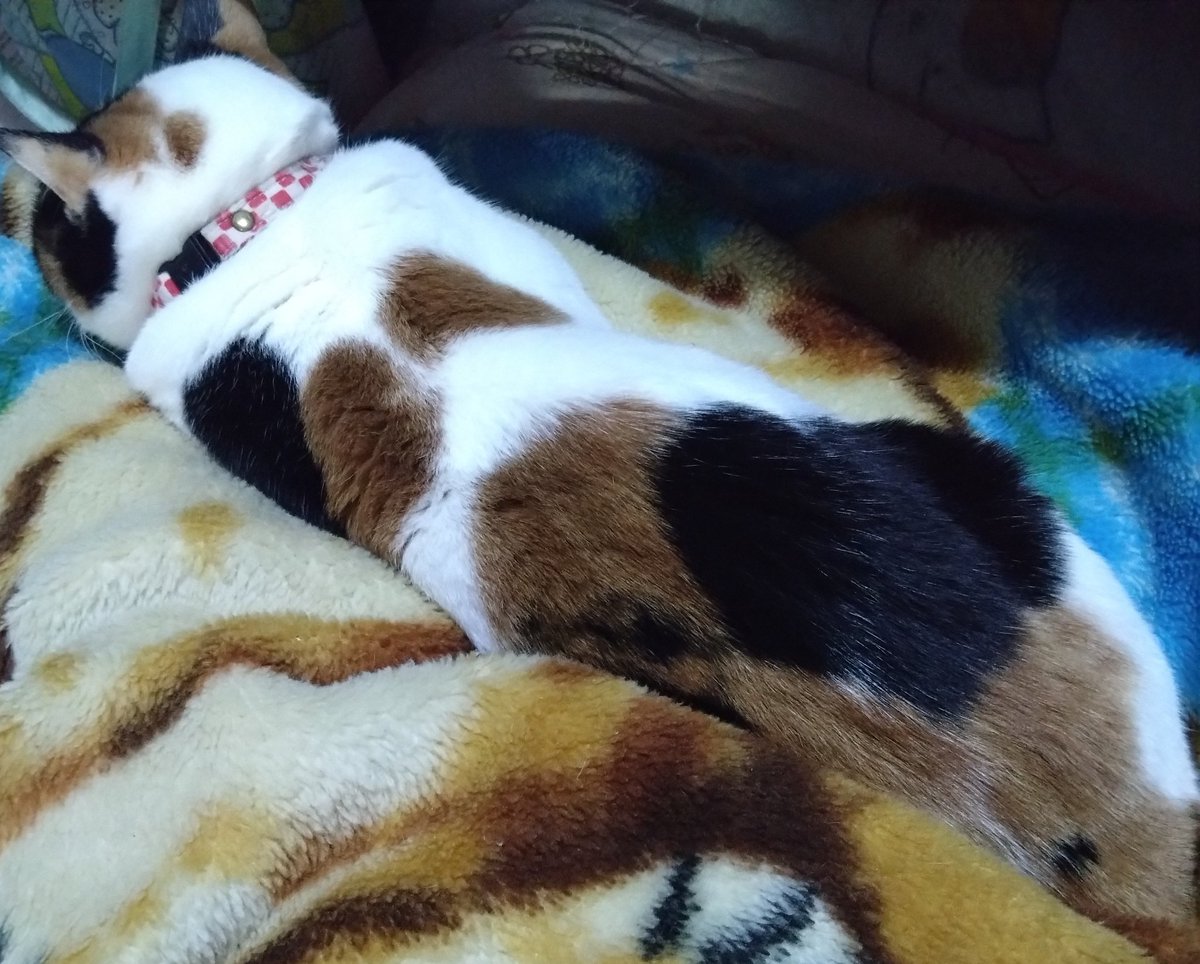 みけねこ 10点 みけねこ。1/18 (@95rn16) / Posts / X