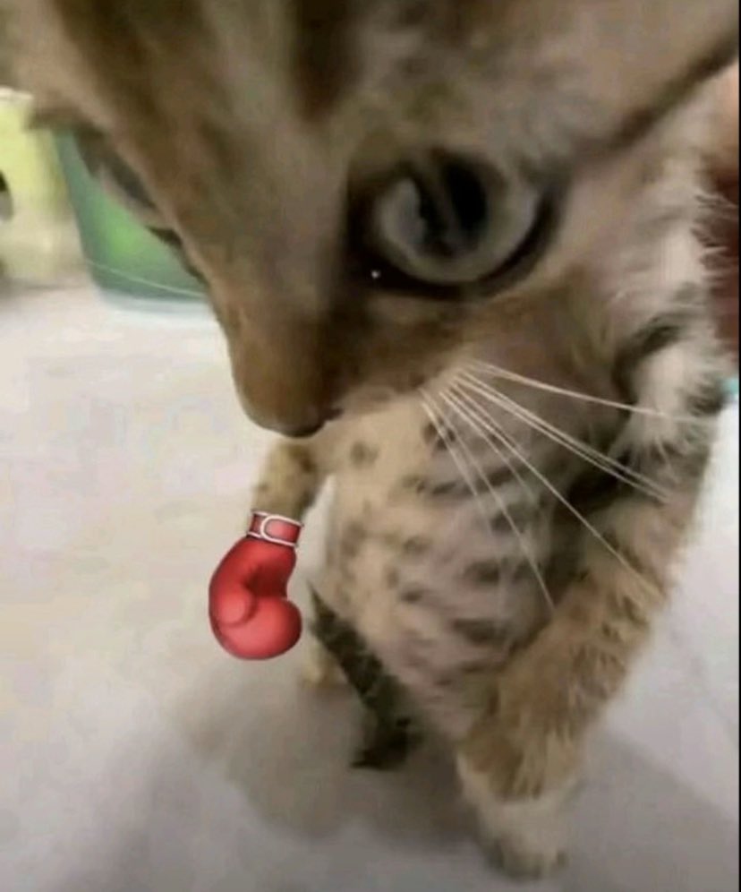 The cat reminded me of Yuji 
#JujutsuKaisen