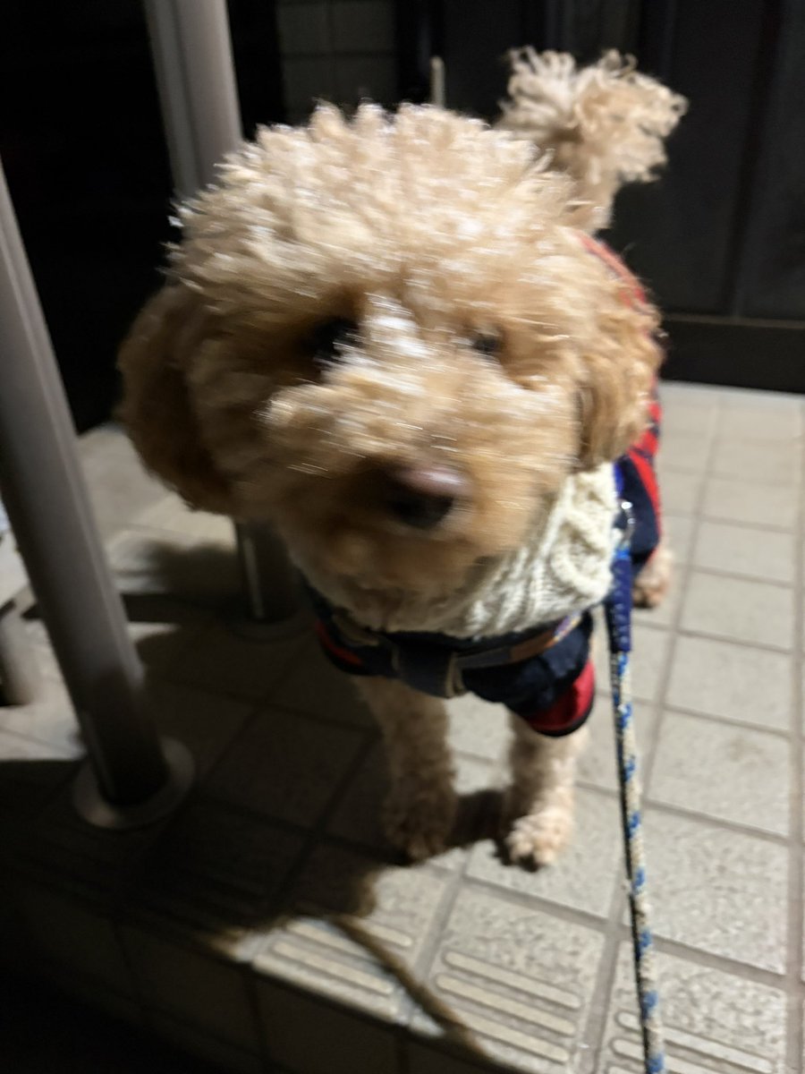 ポコちゃん img_efb35ddda20d2e39436e561c05