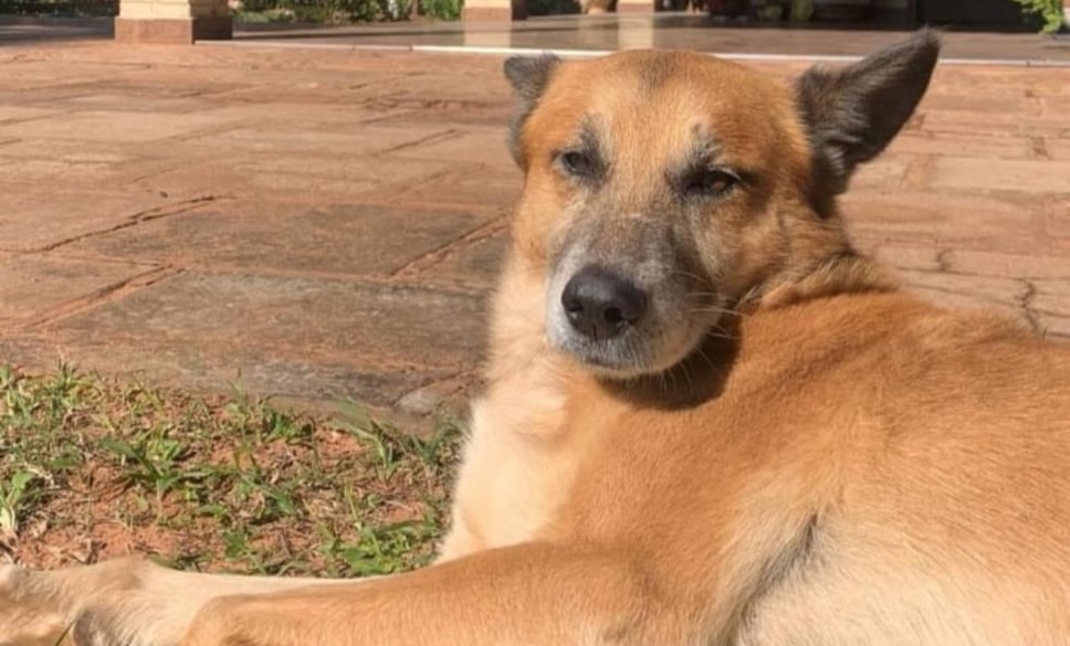 delpynews's tweet photo. ▶️OTRO TERRIBLE CASO DE CRUELDAD ANIMAL |😭💔

Perrito de 11 años murió luego de que le explotara un cebollón en la boca. Según denuncias, los responsables serían menores de edad.

🗣️“León murió de manera cruel tras la explosión. Era un perrito feliz, vivía tranquilo y no molestaba a nadie, hasta que esa paz le fue arrebatada”, escribieron desde la organización Patitas Caaguazú.

😭Señalan que a pesar de haber recibido auxilio veterinario, no logró sobrevivir. 

😡Reportaron además que dos de los implicados regresaron al lugar "para registrar lo que habían causado".

⚖️La organización ya presentó la denuncia ante la Unidad del fiscal Cristhian Bartomeu, solicitando medidas firmes contra los responsables.

¡Justicia para León! 🐶@defensanimalpy

📸salvandohocicosparaguay (IG)