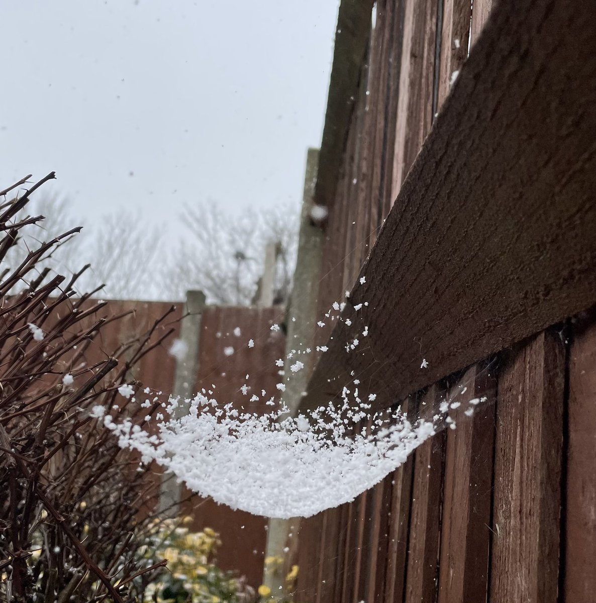 Priya Shah tweet media