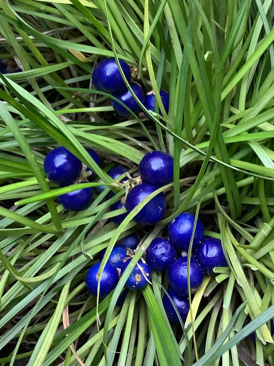 TY72749's tweet image. 庭を一回りすると、小さいながらもはっと目に止まった『蛇(じゃ)の髭の実/竜の玉』の一粒。急いでグランドカバーのその緑をかき分ける。
瑠璃色のこの美しい実は花のないこの冬の時期に本当に嬉しい。

　　愛づるもの 庭に残れり 竜の玉　森澄雄
　　竜の玉  深く蔵すと いうことを　高浜虚子