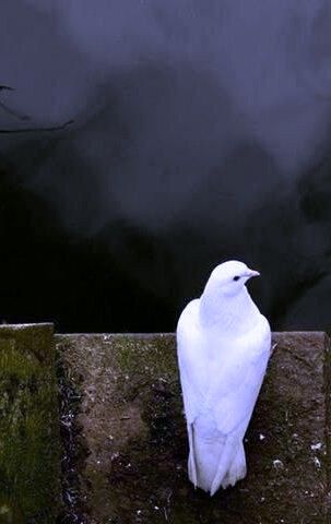 نوال العدواني tweet media