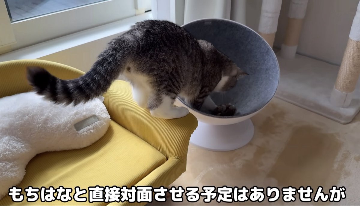 あんころもち様♡ありがとうございます♡ はなざくろ (@hana_zakulo) / Posts / X