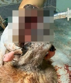 delpynews's tweet photo. ▶️OTRO TERRIBLE CASO DE CRUELDAD ANIMAL |😭💔

Perrito de 11 años murió luego de que le explotara un cebollón en la boca. Según denuncias, los responsables serían menores de edad.

🗣️“León murió de manera cruel tras la explosión. Era un perrito feliz, vivía tranquilo y no molestaba a nadie, hasta que esa paz le fue arrebatada”, escribieron desde la organización Patitas Caaguazú.

😭Señalan que a pesar de haber recibido auxilio veterinario, no logró sobrevivir. 

😡Reportaron además que dos de los implicados regresaron al lugar "para registrar lo que habían causado".

⚖️La organización ya presentó la denuncia ante la Unidad del fiscal Cristhian Bartomeu, solicitando medidas firmes contra los responsables.

¡Justicia para León! 🐶@defensanimalpy

📸salvandohocicosparaguay (IG)
