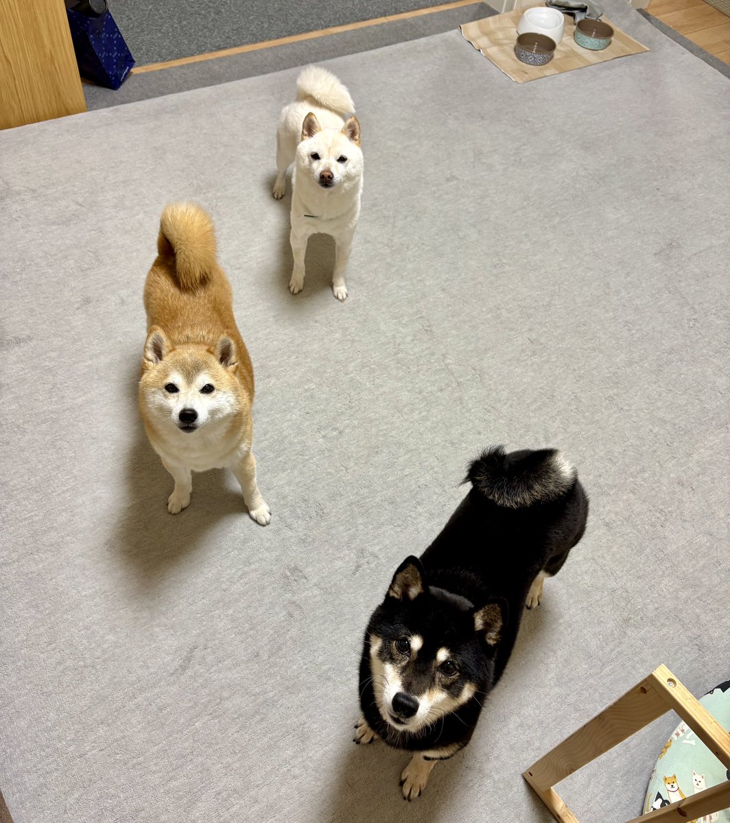豆柴3色姉妹♪姫.鈴.琴♪ (@himesuzukoto) / Posts / X