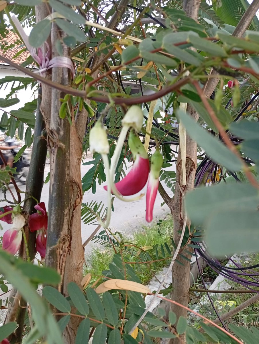 Excel_Dee's tweet image. Kenapa Banyak Petani Menanam Pohon Turi di Pinggir Sawah? 

Di banyak desa pertanian, pohon turi (Sesbania grandiflora) sering ditanam di pematang sawah. Bagi petani lama, ini bukan sekadar kebiasaan, tapi bagian dari ilmu titen yang diwariskan turun-temurun.

Dalam titen Jawa,…