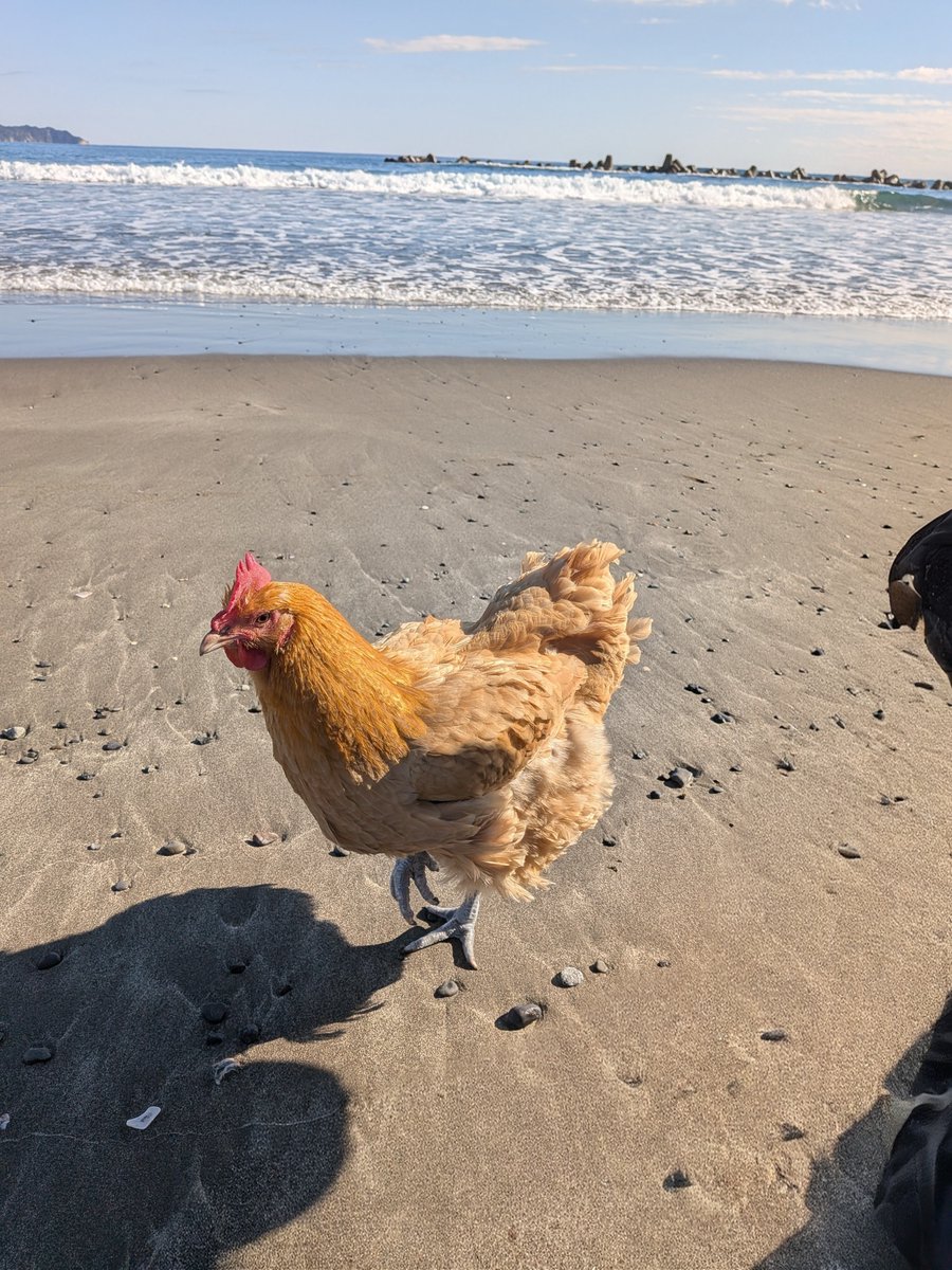 qzb02432's tweet photo. 海…🐔 https://t.co/J0WKOD4oZS