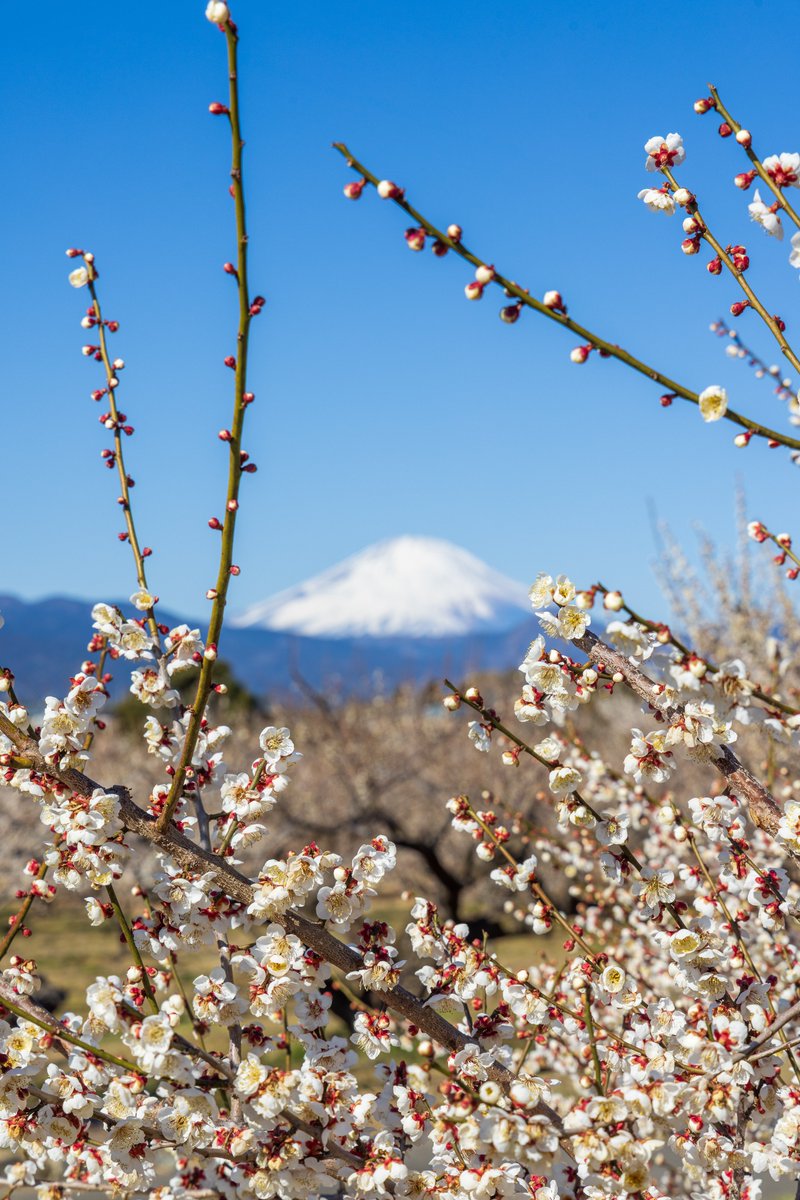 🌸年に一度の特別開催🌸
ココフリin小田原梅まつり-曽我梅林-
2月11日(祝)開催
詳細▶︎cocofuri.net/basic7/umemats…

可憐な梅の花と風に流れる甘い香り
早春の趣きを堪能できる開催です