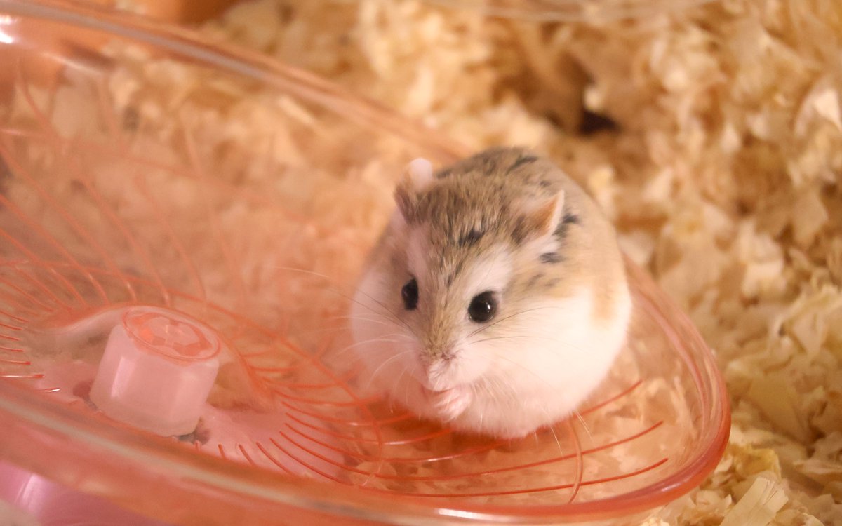 tsuji_pneuma's tweet image. おはようネラ #ハムスター