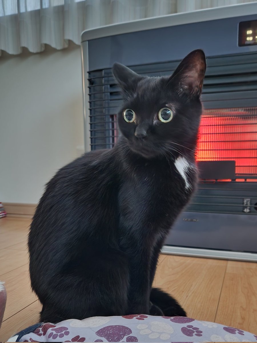週の真ん中水曜日！ テンション上げてくよ〜🐈‍⬛🐈💨💨 おはよう