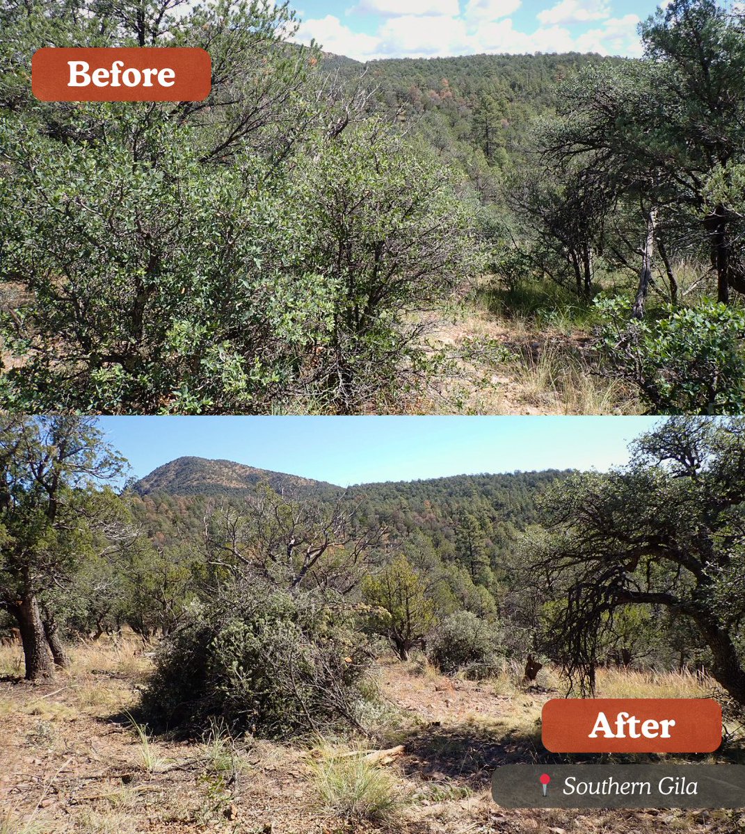 From Sept. to Dec., this project just north of Silver City has:

• Thinned 947 of 1,222 acres
• Returned densely overgrown pinon-juniper to savannah woodlands
• Reduced both competition stress and wildfire risk to the surrounding communities. 

And how 'bout that view?