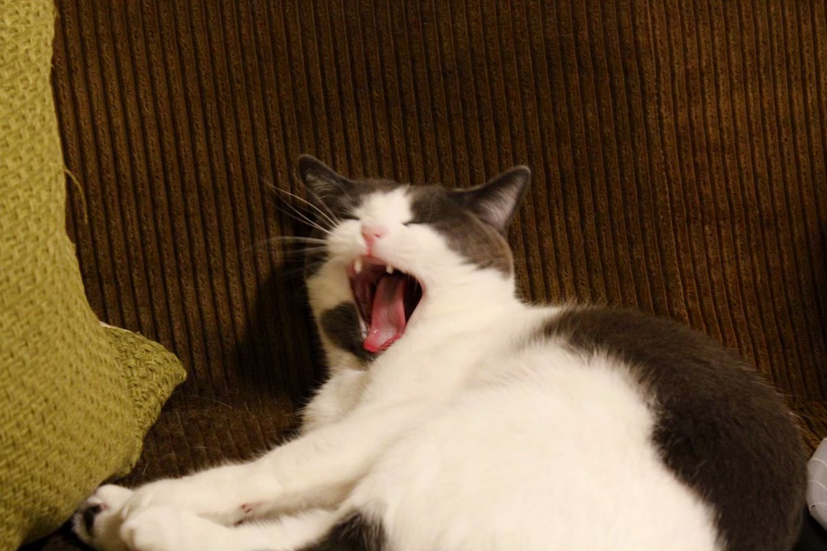 ファ〜…( ΦωΦ )

朝ごはん食べて眠くなったから寝るそうですw

 #猫好きさんと繋がりたい  #昼寝