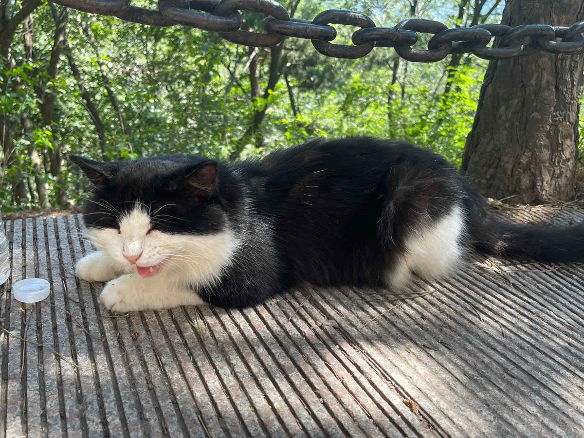 XTuvrf's tweet image. こんなにぐっすり眠っているけど、きっと魚に関する美しい夢を見ているのでしょうか？🐟