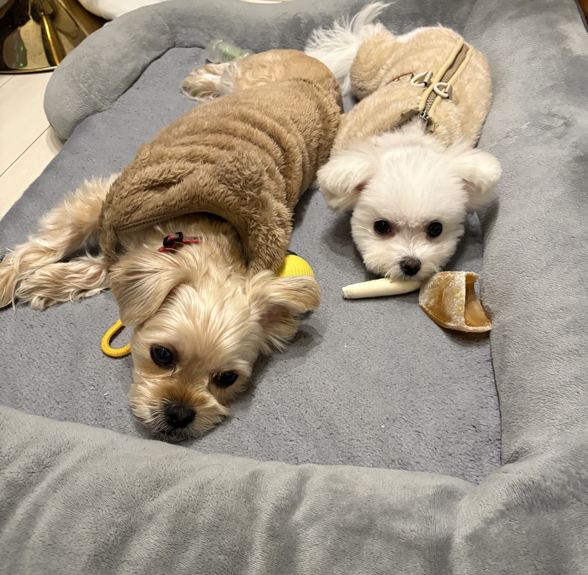 ぴよんす、ぴよんす スピーダホリックXX - C3ヨーヨーデザイン ┃ヨーヨー専門店リワインド