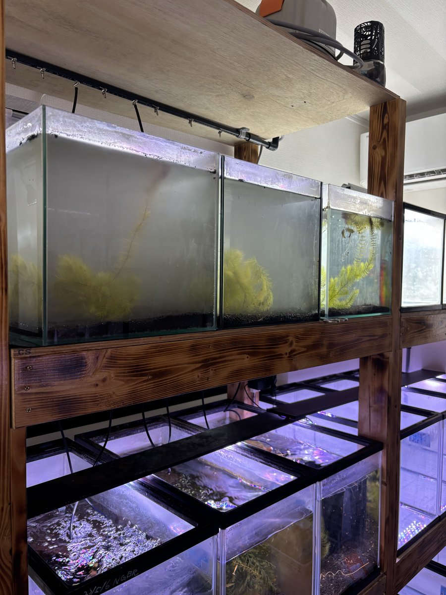 evisuke0's tweet image. 水槽飼い始めました😀