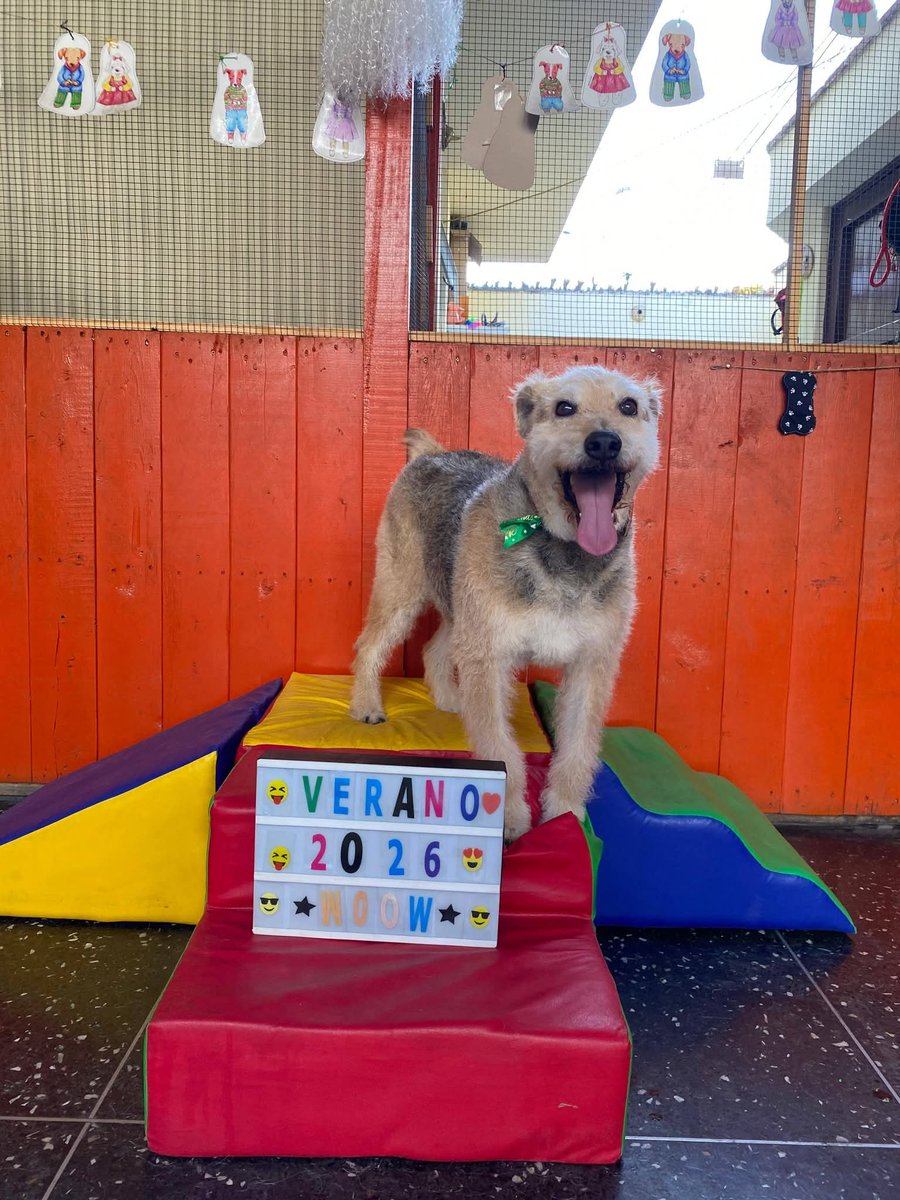 La esperanza de que alguien le de la oportunidad de un hogar no se va 🙏🏻 un milagro puede cambiar todo el panorama de un día para otro 🙌🏻 con FE y amor se logran cosas inimaginables...comparte por favor 🙏🏻 
11 años de edad (9 en albergues)
Esterilizada