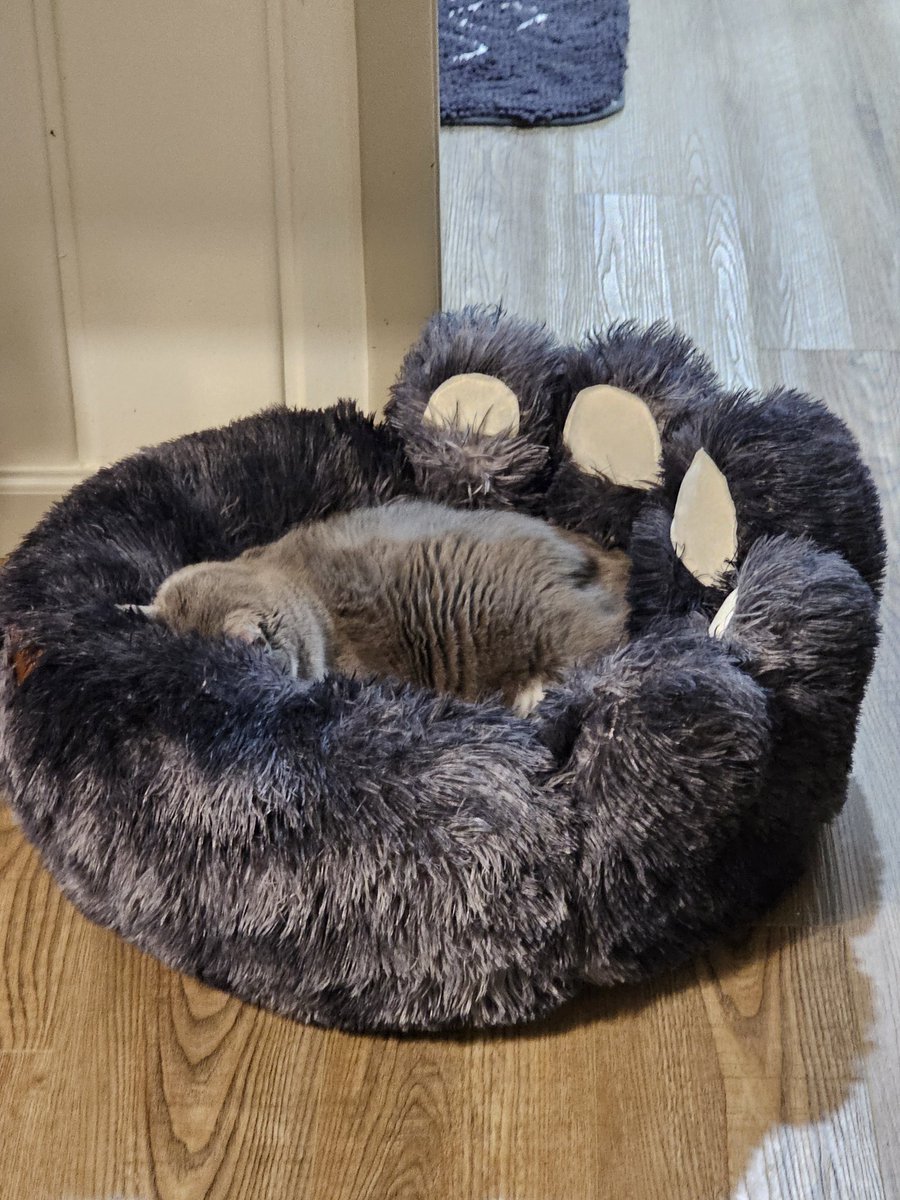 CatMaChaos's tweet photo. #MiniMeKitty is zonked! Show off your kitty cat zonked out.
🐈 #CatMaChaos #catsofinstagram #catsoffacebook #catlife #lifewithcats #lovemycats https://t.co/S1rX4Jbbet