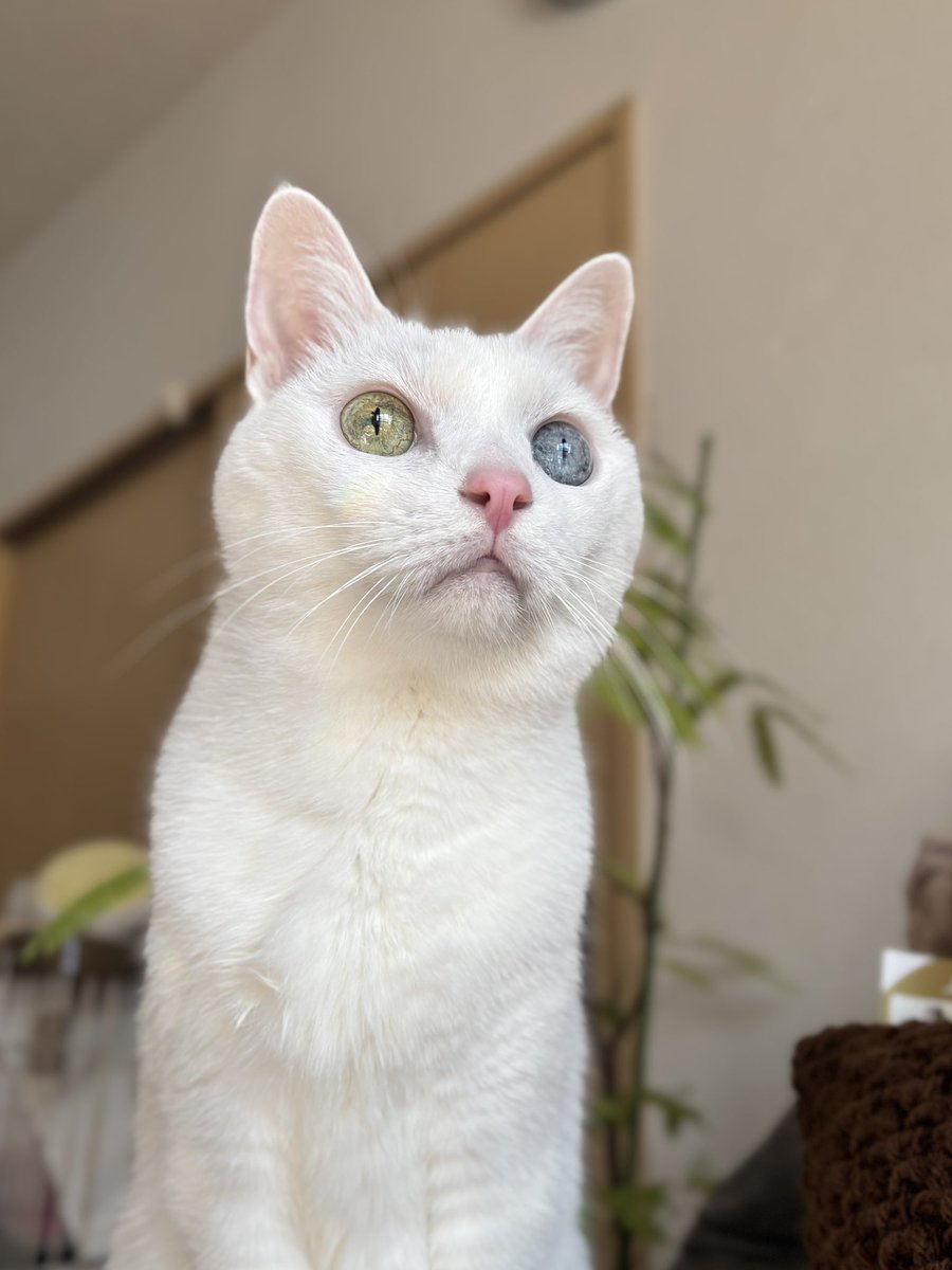 年末年始もお仕事お疲れ様です♡
でも…
そこからちゃんと警備できてますかぁ？
#猫のいる暮らし　#猫のいる幸せ　#猫