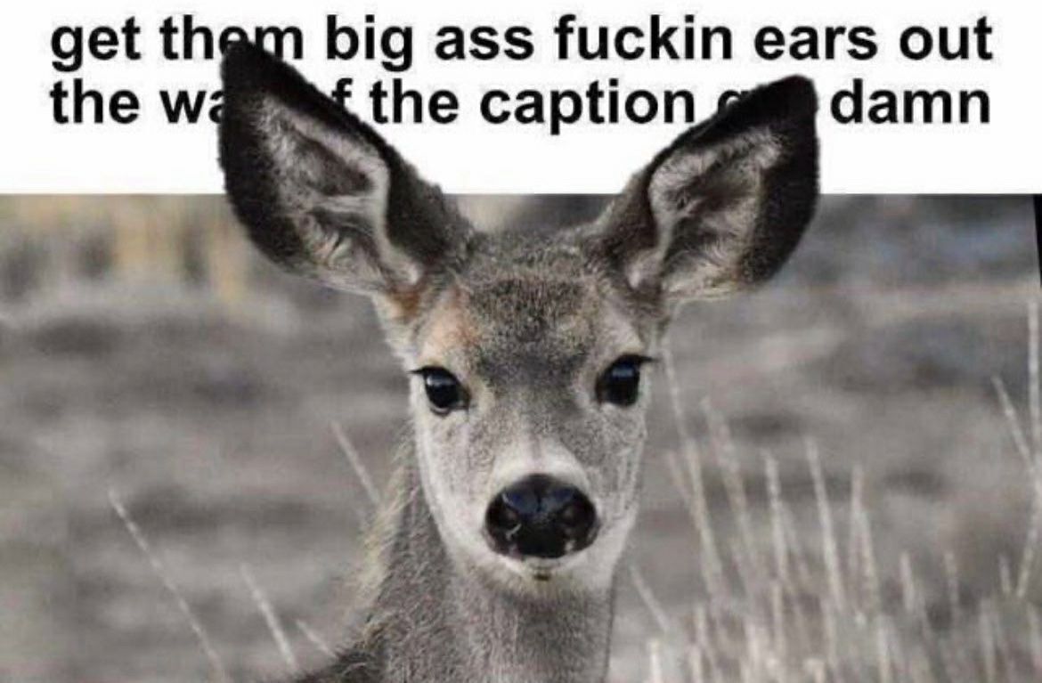 deershouldnt's tweet image. 