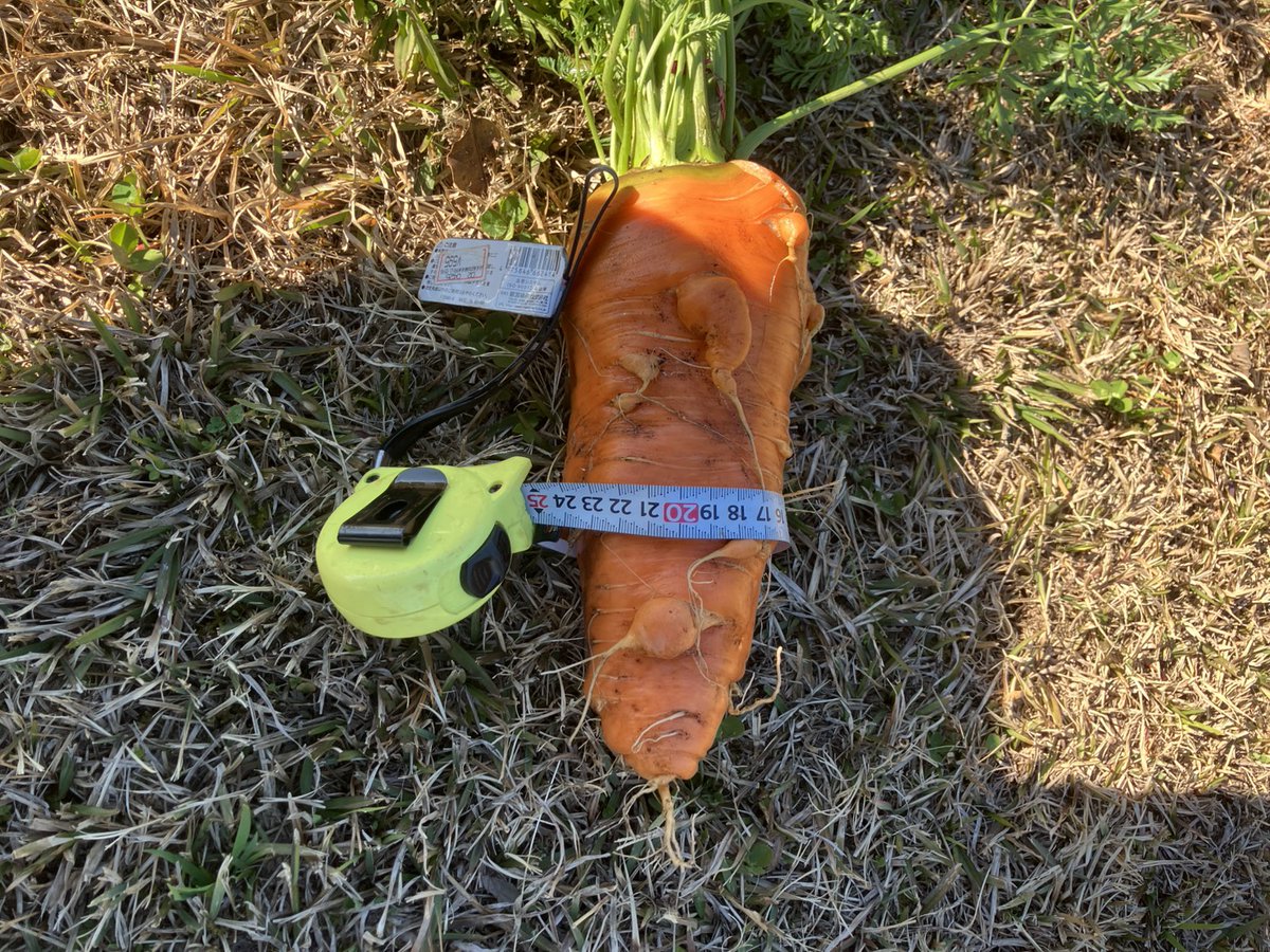 明けましておめでとうございます🎍
今年もよろしくお願いします🙇

年始早々、父からのプチ農業報告！
魂が宿りすぎたニンジンの収穫。笑