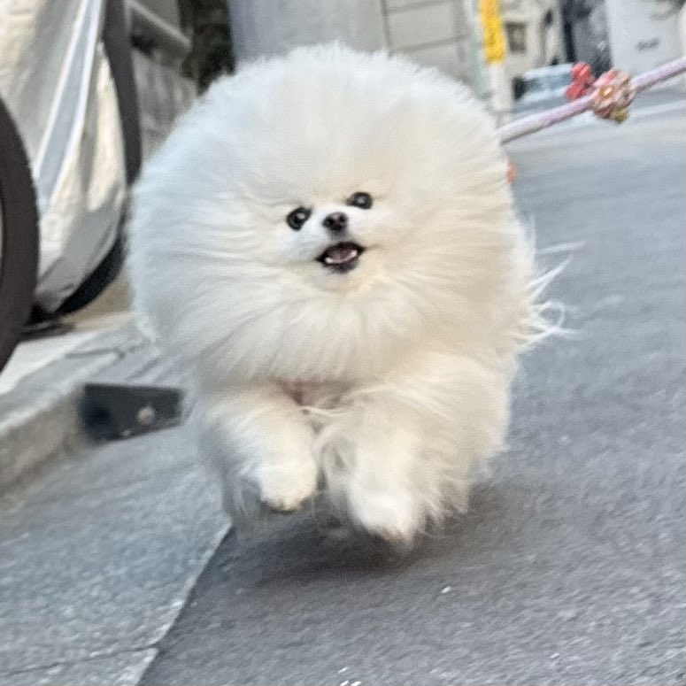 ポメころび様 ルル*ララ 真っ白ポメラニアンの女の子 (@lulu_lu_0607) / Posts / X