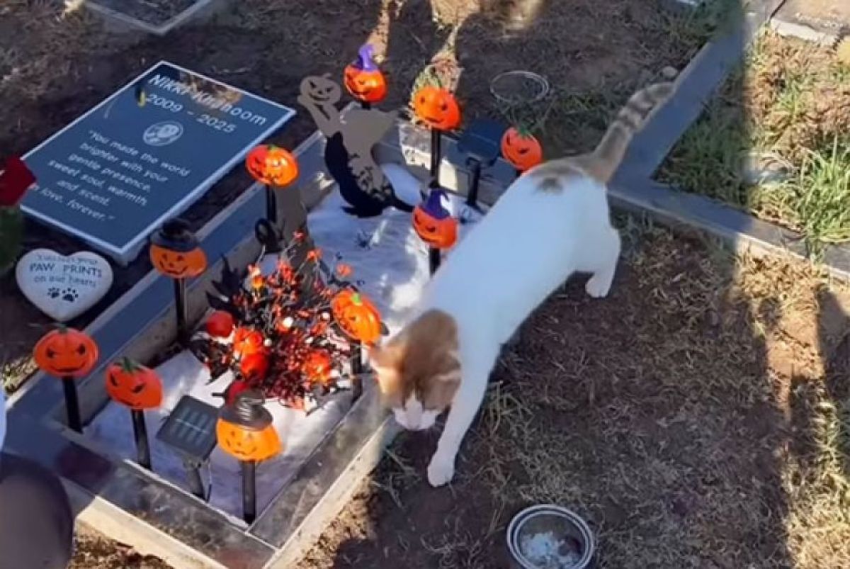 愛猫の墓参り中に現れた猫、天国からの贈り物だったのかもしれない
karapaia.com/archives/57696…

大切な家族であるペットを失った悲しみは、すぐには癒えないものだ。アメリカに住む一家は、愛猫を亡くした喪失感の中にいた。だが、家族が愛猫の墓参りに訪れた際…