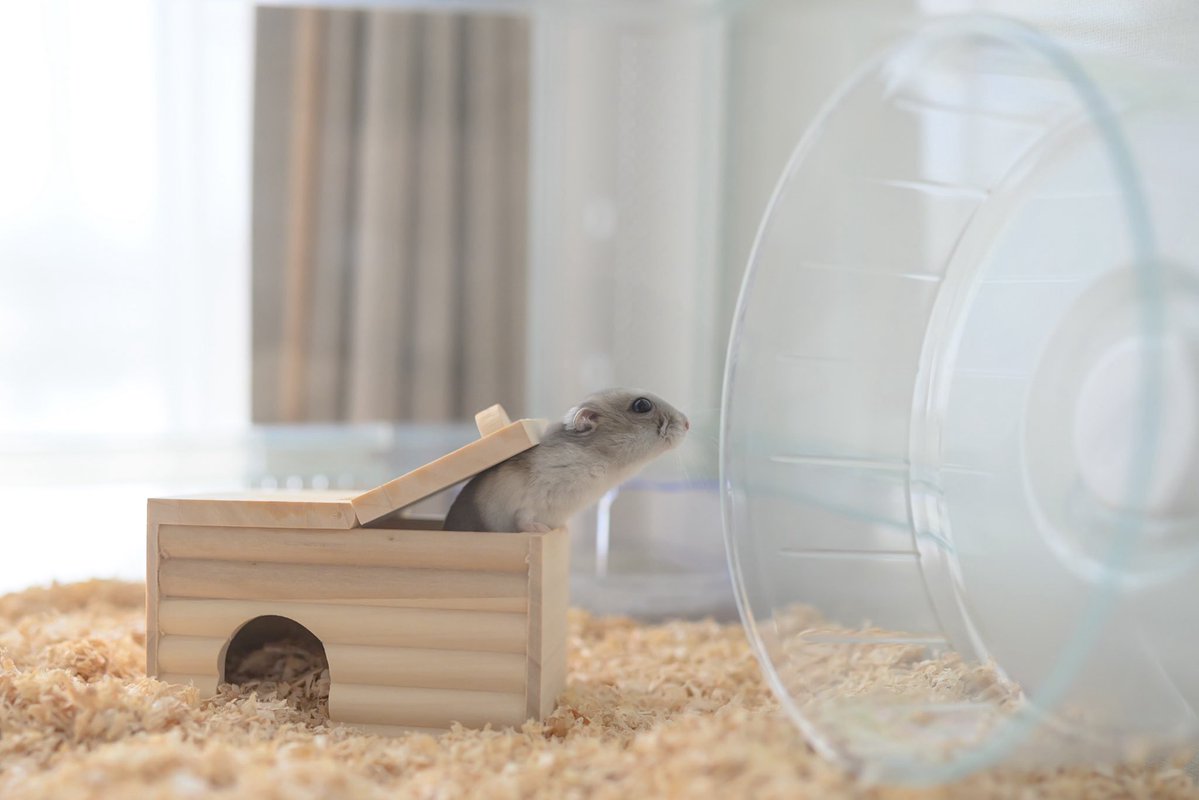 gsm_iham2's tweet image. 回し車をメンテナンスしているみたくてかわいい