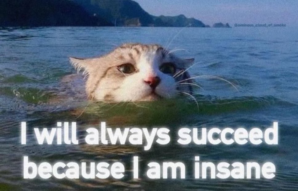 LiterallyMeCats (@literallymecats) on Twitter photo 