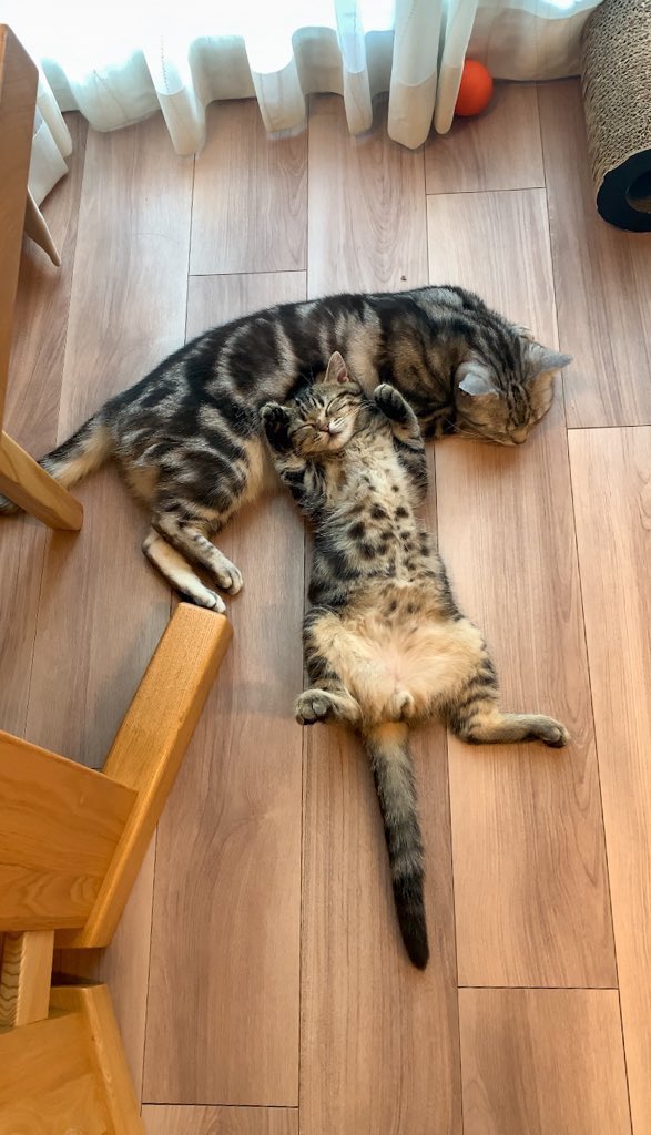 cat_anko3's tweet image. 床暖つけると兄を枕にして眠りにつく弟