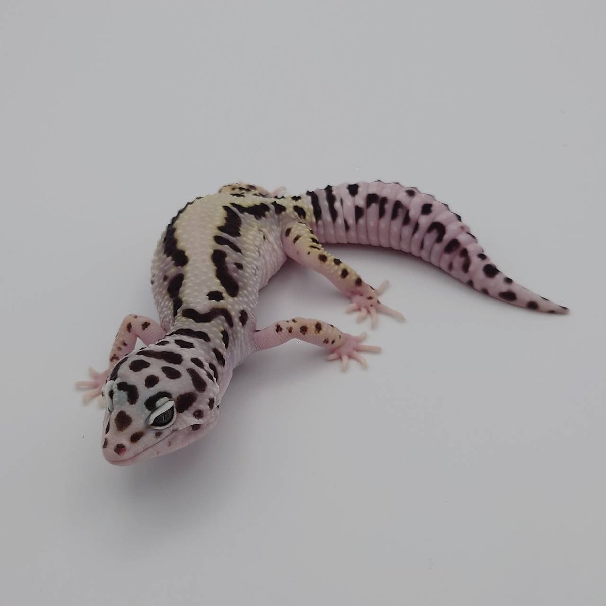 秋海棠様 ソメワケササクレヤモリ ・アルビノアベラント 豹紋堂様