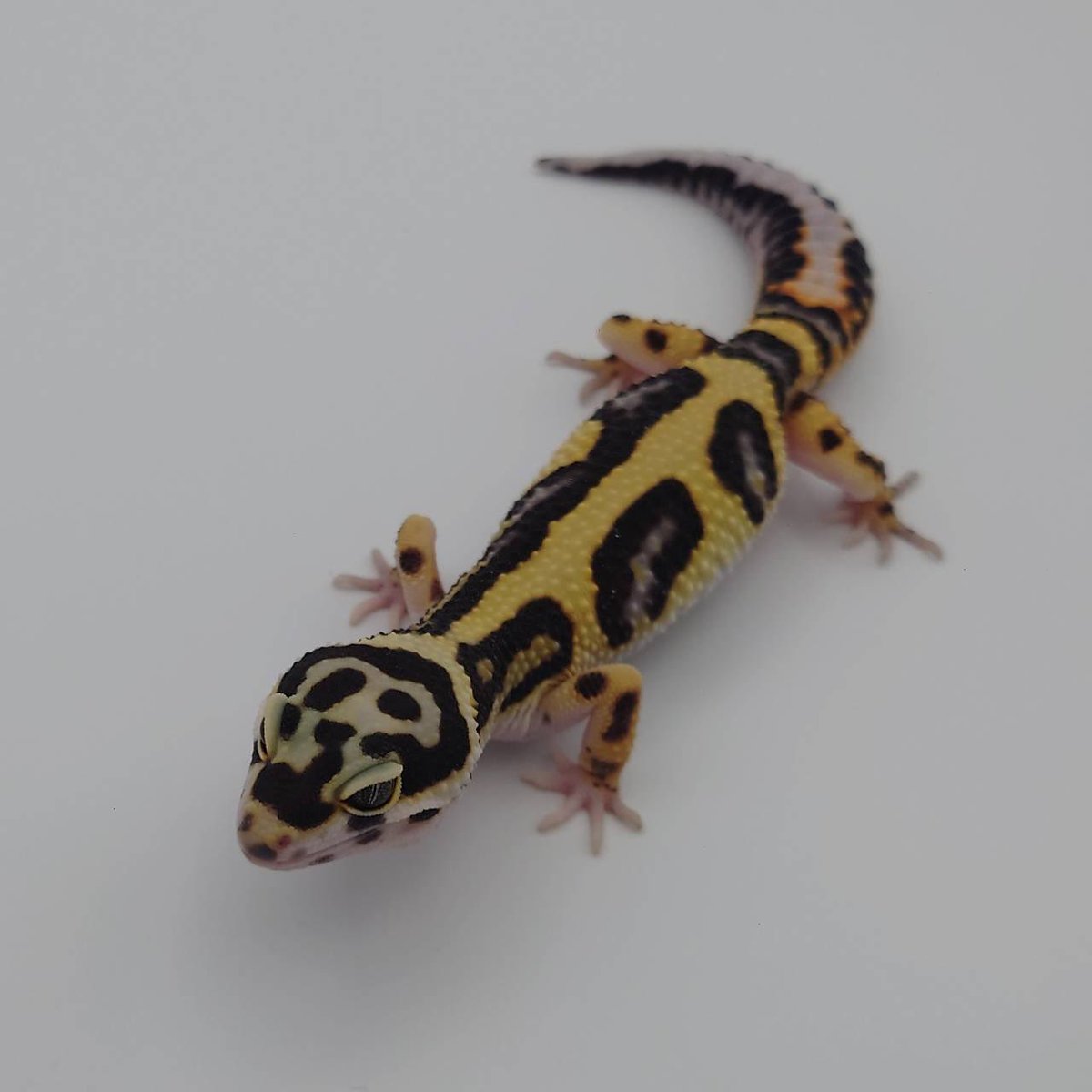 秋海棠様 ソメワケササクレヤモリ ・アルビノアベラント 豹紋堂様