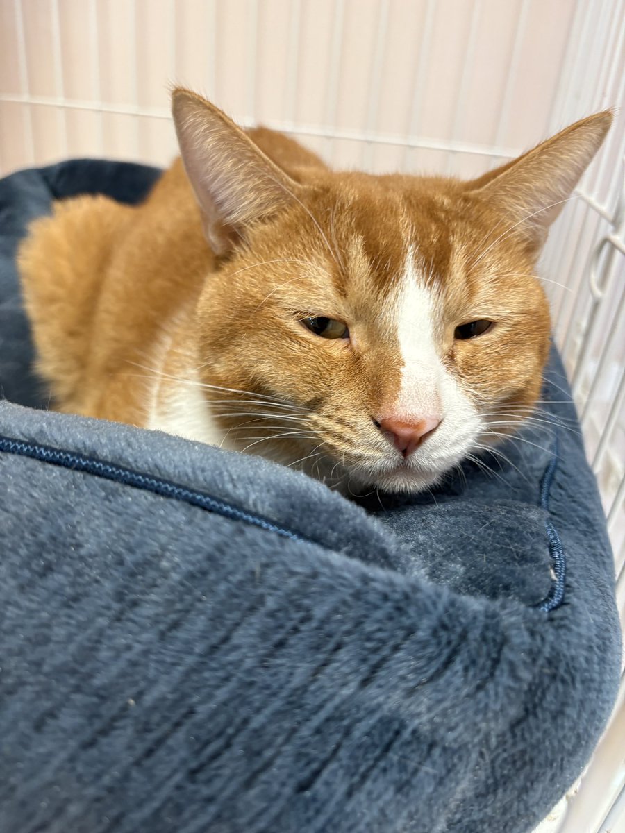 あおねこページ あおねこページ アタゴオル あおブレンド100g単位 - 風呂猫マーケット