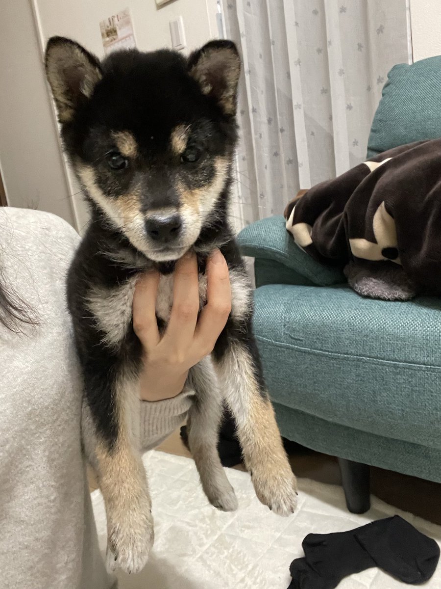 poko (@pokomameshiba) / Posts / X
