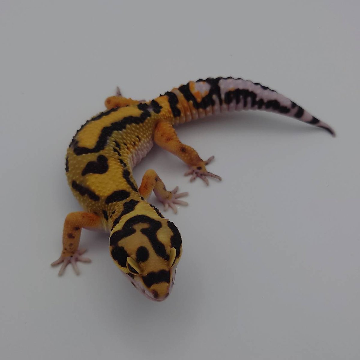 89_nakano's tweet image. 豹紋堂様
ヒョウモントカゲモドキ
・タンジェリンボールド
オバケトカゲモドキ
・チョガザンビル
・イーラム