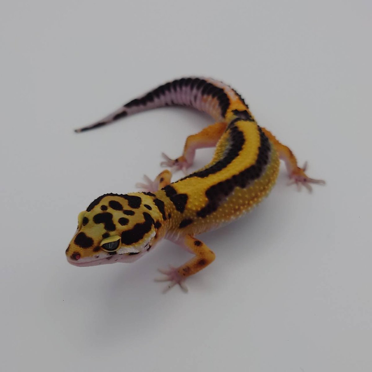 89_nakano's tweet image. 豹紋堂様
ヒョウモントカゲモドキ
・タンジェリンボールド
オバケトカゲモドキ
・チョガザンビル
・イーラム