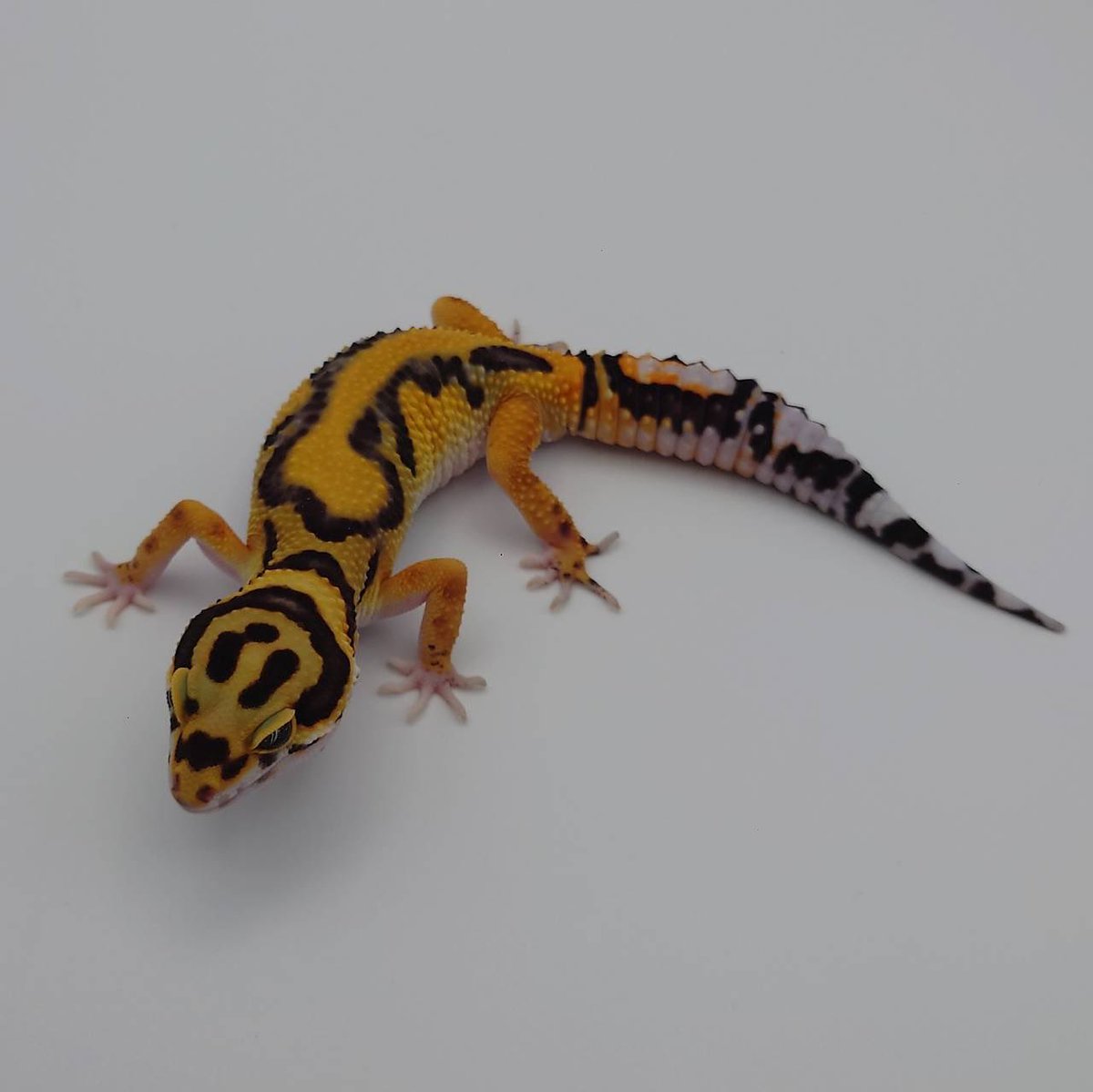 89_nakano's tweet image. 豹紋堂様
ヒョウモントカゲモドキ
・タンジェリンボールド
オバケトカゲモドキ
・チョガザンビル
・イーラム