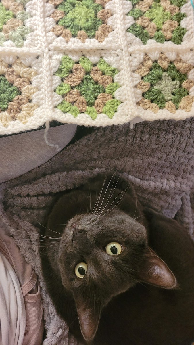 califul_ tweet media