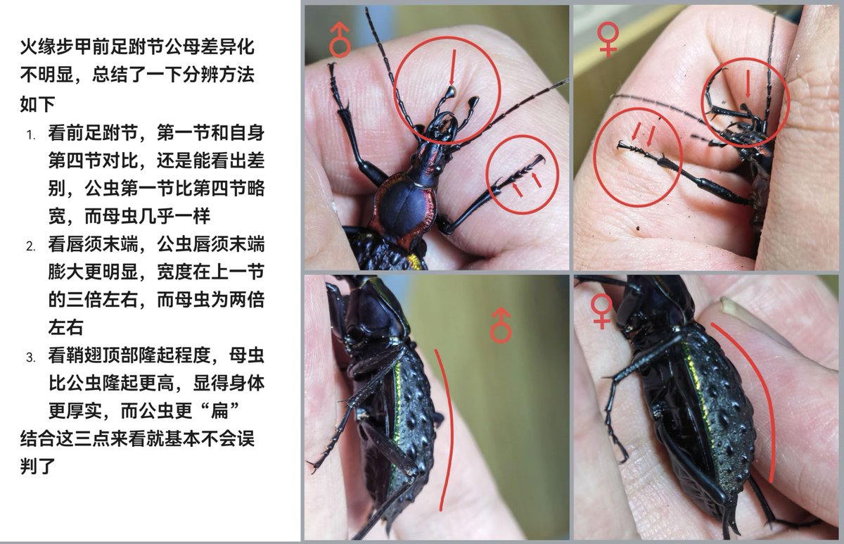 阿鸡Aji tweet media