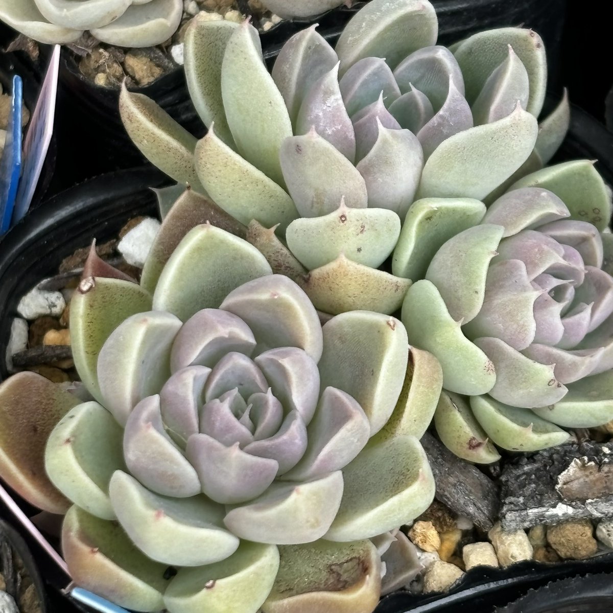 寒すぎるけど、多肉が綺麗になってきてた🪷⟡.·*.
今月は、2025実生の植え替え、枯葉取り、プラ鉢洗う、観察＆愛でる、防寒対策など。
できるところまでやろうか。

うどん粉っぽい粉がちらりと見えて、本当に日々の観察大事すぎる。