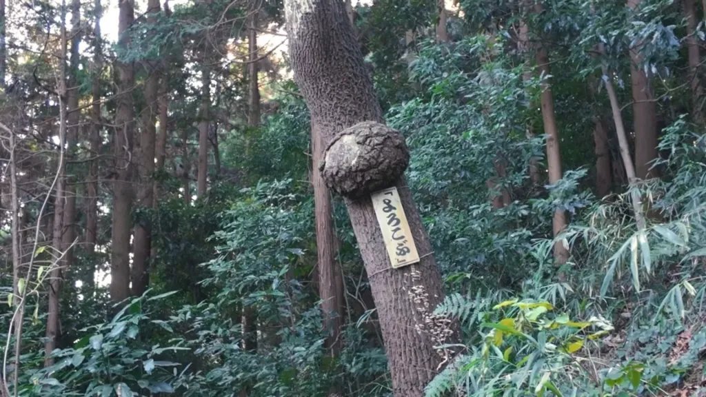 YAMATABITABI's tweet photo. YouTuberの山下さんシリーズ！

今回は #茨城県 の低山 #小町山（こまちやま）です。

「【小町山】ピクニック気分で低山ハイキング｜夫婦で楽しむ茨城の低山」
https://t.co/tGepCIgXXW https://t.co/CIxIjqeqac