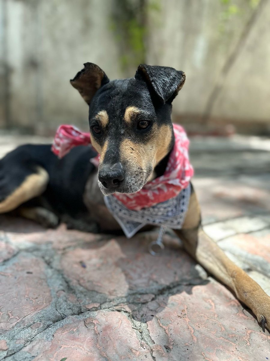 𝙷𝚎𝚕𝚊 𝙼𝚘𝚛𝚎 🐶 tweet media